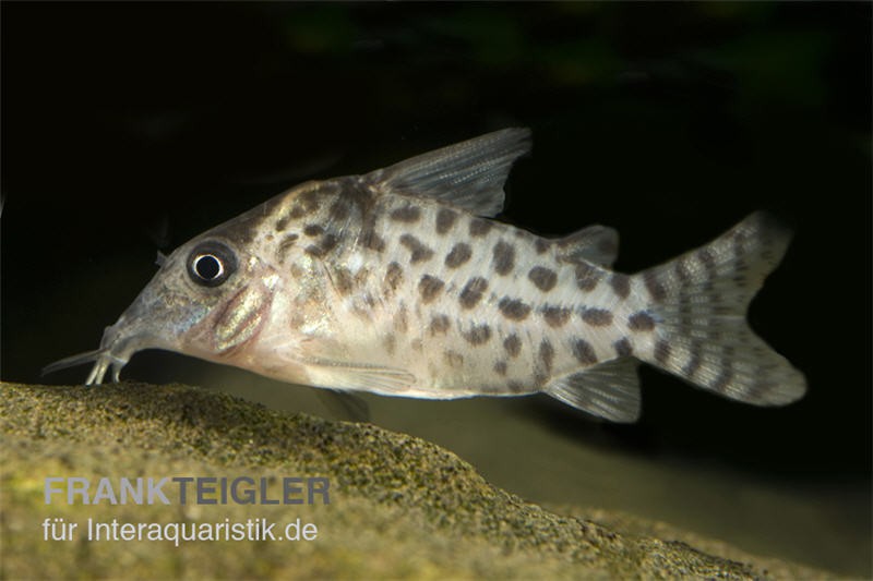 Gepunkteter Panzerwels, Corydoras punctatus