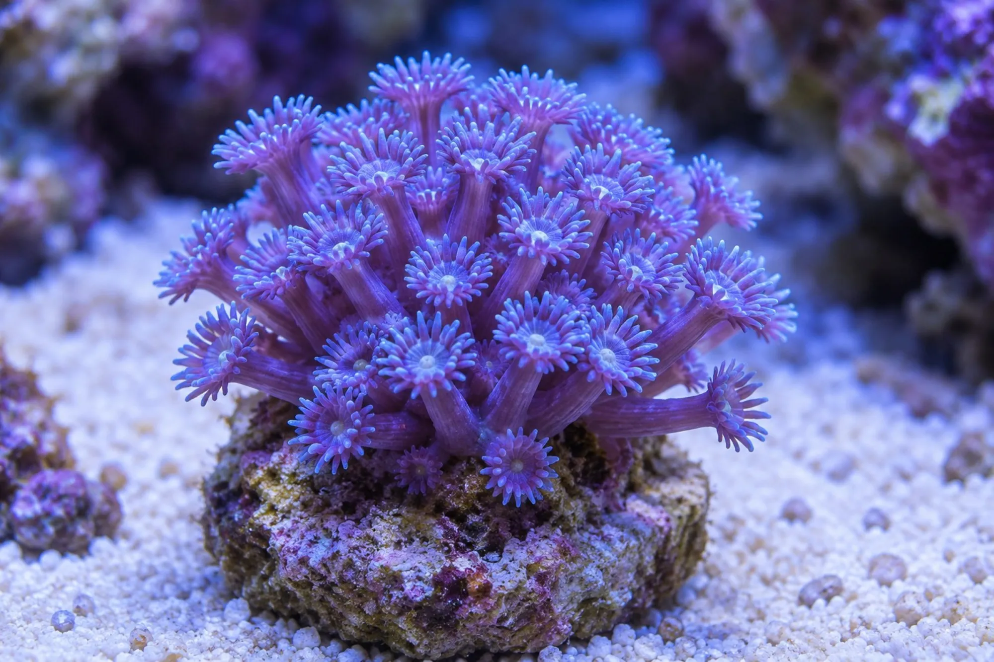 Margeritenkoralle „Lila/Blau“ (Nachzucht), Goniopora spec., Größe S–M