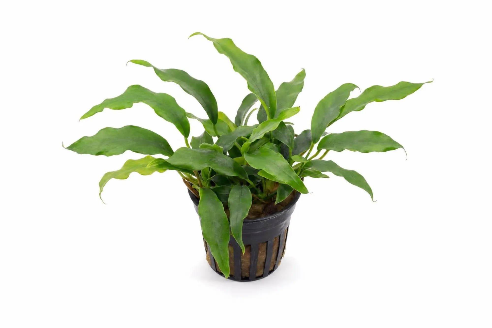 Kahles Speerblatt „Minima“, Anubias barteri var. glabra, Topfpflanze