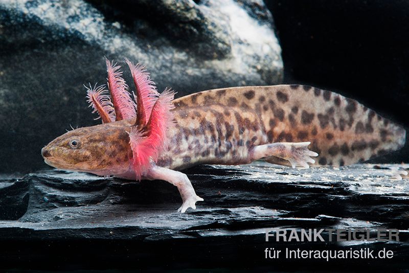 Anderson Querzahnmolch, Ambystoma andersoni