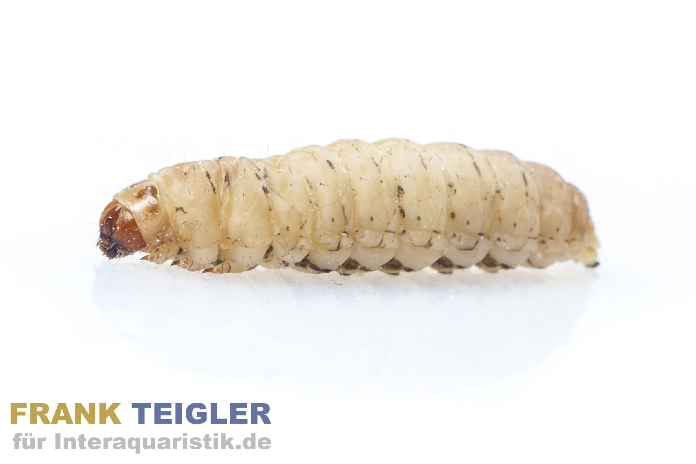 Wachsmaden (Bienenmaden/Wachsmottenlarven), Dose 18 g