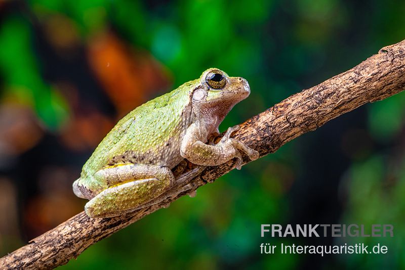 Grauer Laubfrosch, Hyla versicolor