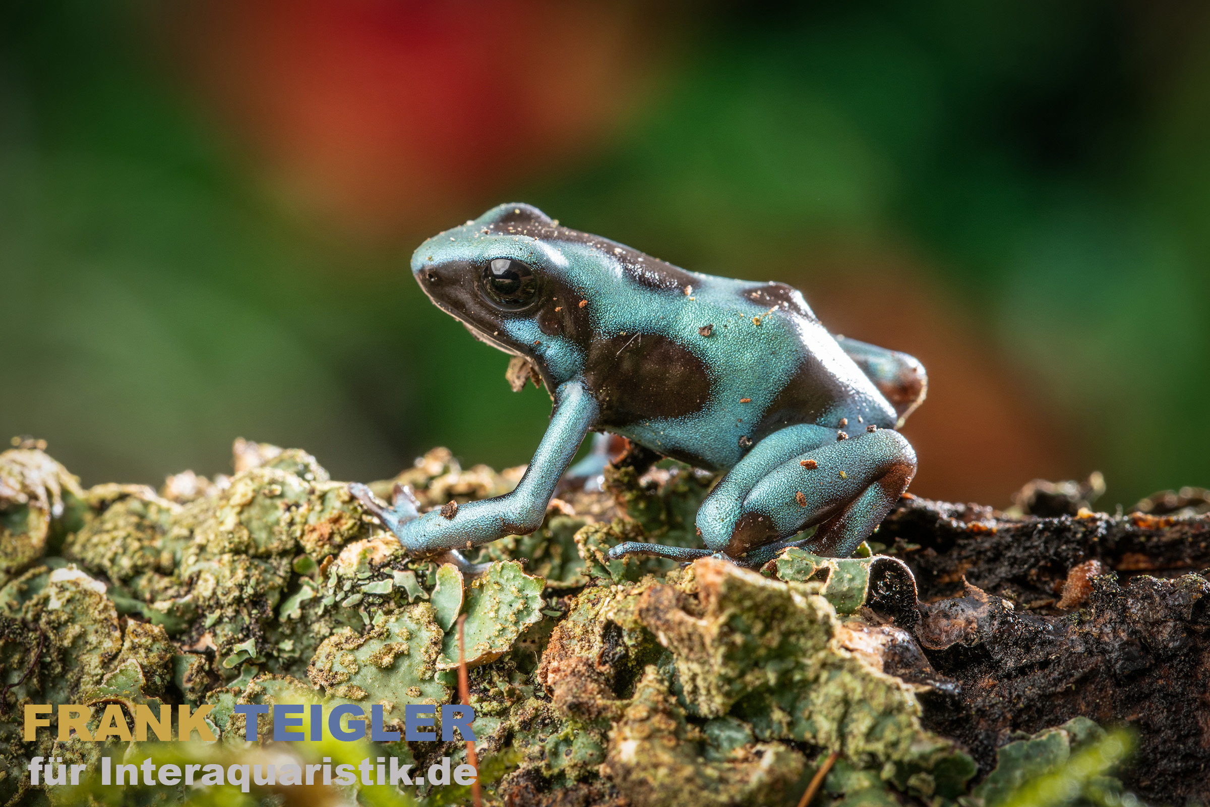 Pfeilgiftfrosch Birkhahn Bronze, Dendrobates auratus