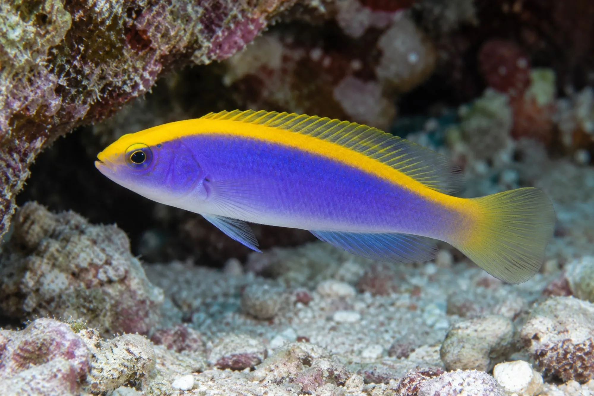 Gelbrücken Zwergbarsch Rotes Meer, Pseudochromis flavivertex