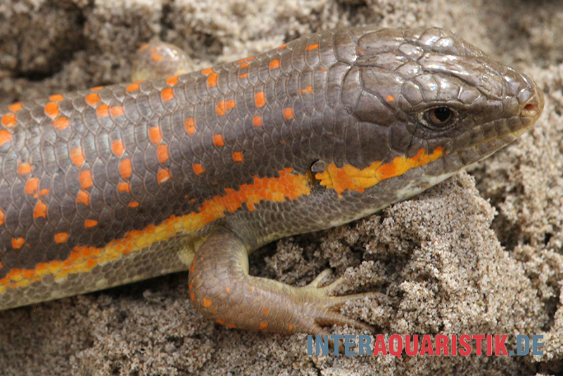 Berberskink, Eumeces schneiderii