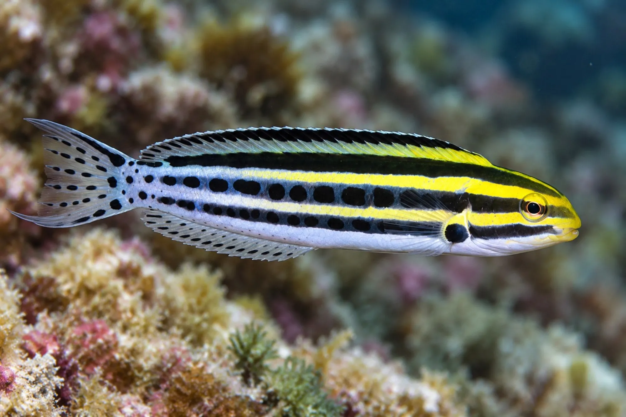 Zebra Schleimfisch Nachzucht, Meiacanthus grammistes