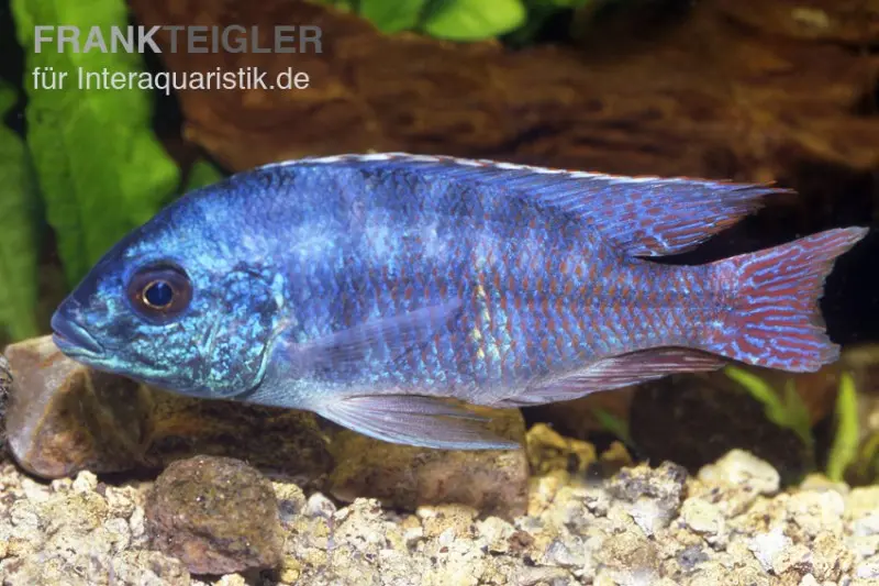 Similis-Cichlide, Protomelas similis, 7-10 cm