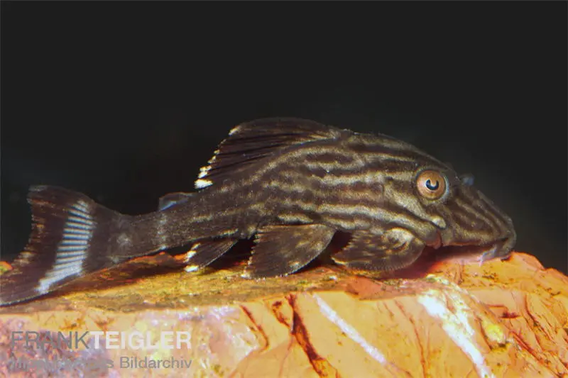 Xingu Pleco, L027, Panaque cf. armbrusteri "Xingu", 6-8 cm