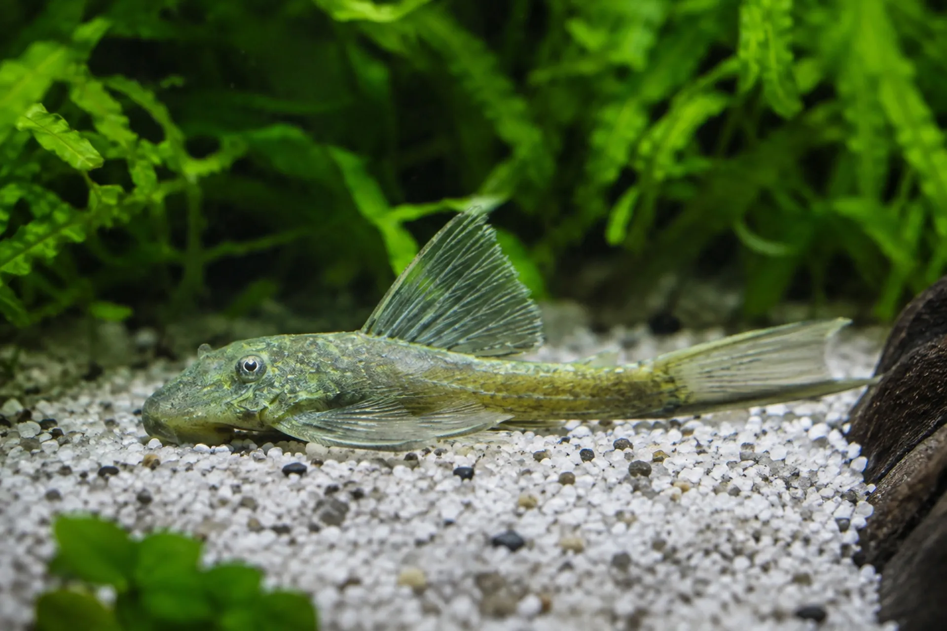 Green Dragon Antennenwels Long Fin (Ancistrus sp. 'Green Dragon') liegt auf kiesigem Aquarienboden vor grünen Pflanzen; olivgrüne Zuchtform mit langen Schleierflossen, ruhiger Aufwuchsfresser für Becken