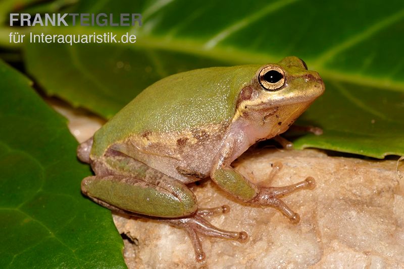 Eichhörnchenfrosch, Hyla squirella