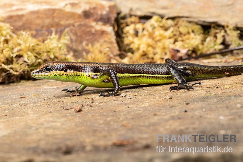 Afrika-Skink, Trachylepis polytropis