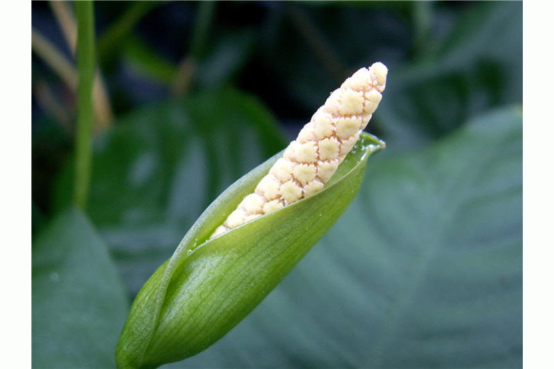 Riesen-Speerblatt, Anubias barteri caladiifolia, im Topf