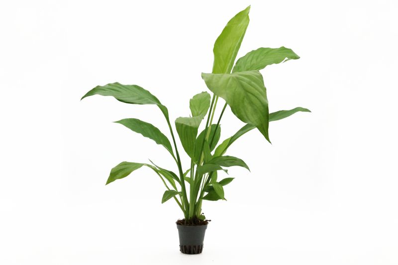 Einblatt, Spathiphyllum wallisii (Terrariumpflanze), im Topf