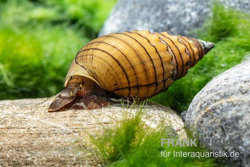 Rötliche Turmdeckelschnecke, Thiara winteri (Prambanan Red)