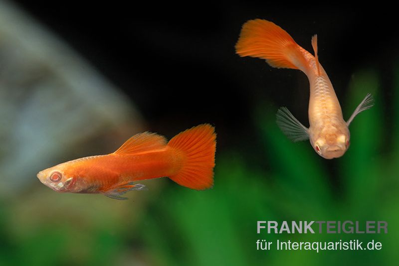 Albino Full Red Guppy, Poecilia reticulata, Männchen