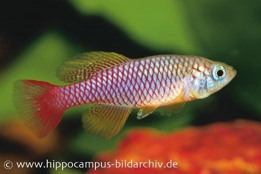 Killifisch Torfansatz Nothobranchius patrizii, 30 Eier