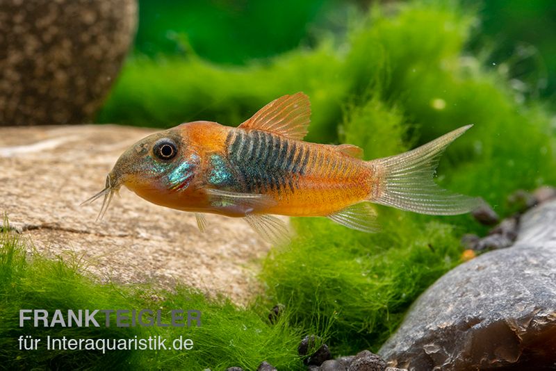 Orangener Venezuelapanzerwels, Corydoras venezuelanus orange