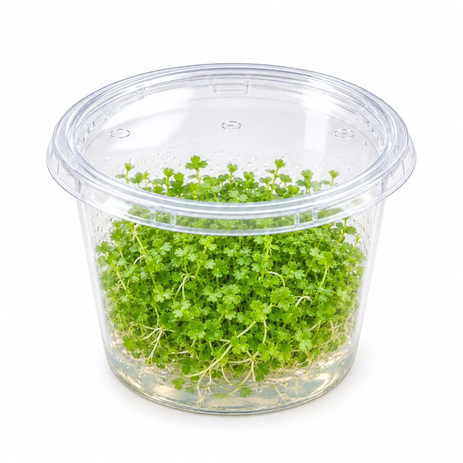 Mini-Wassernabel, Hydrocotyle tripartita "Mini", In Vitro