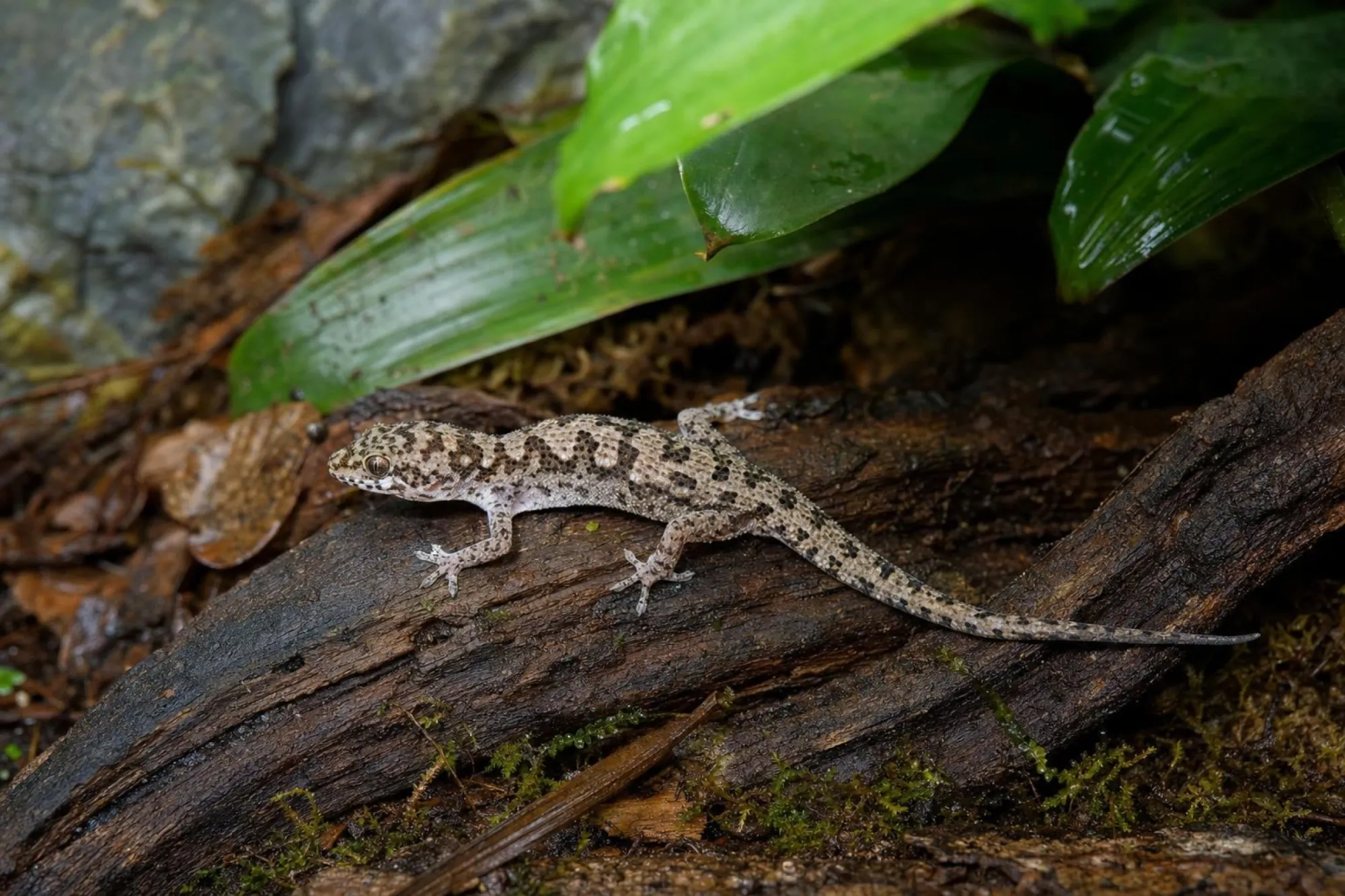 Siam-Blattfingergecko, Dixonius siamensis