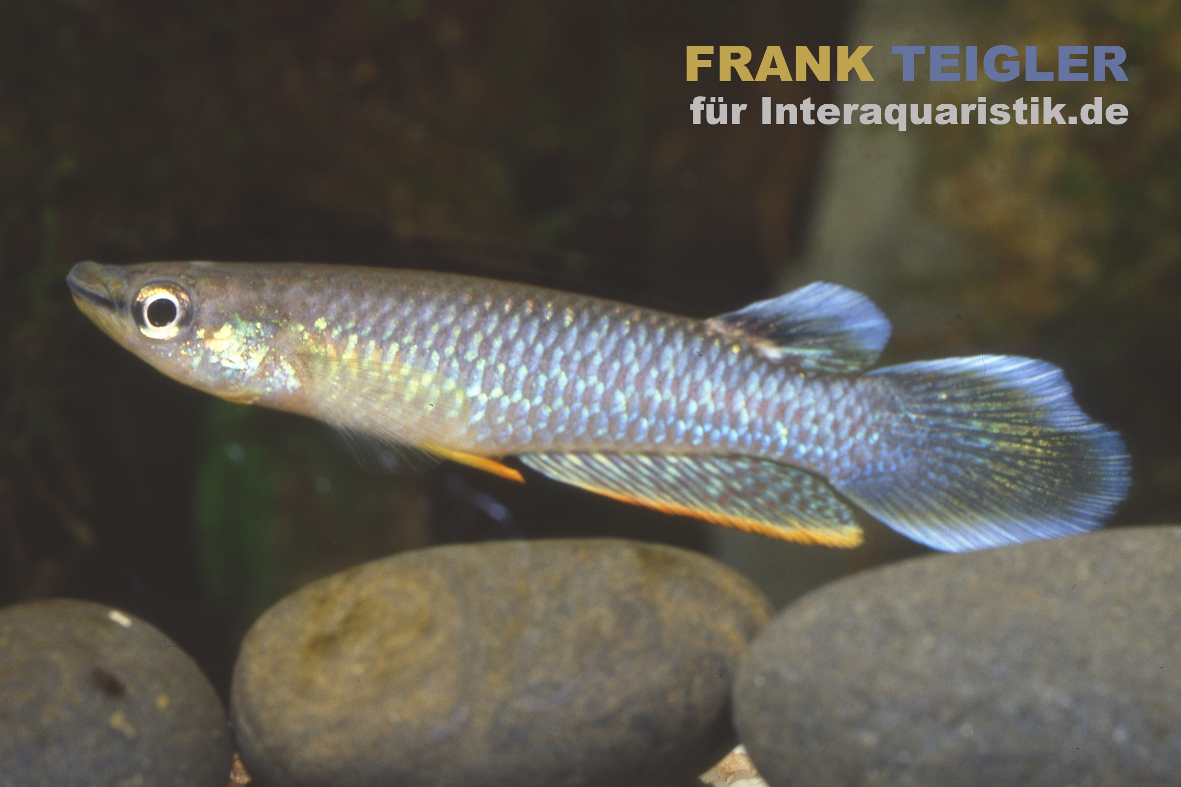 Indischer Hechtling, Aplocheilus panchax