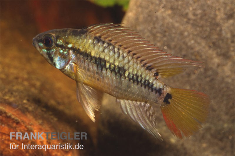 Schwarzkehl-Zwergbuntbarsch, Apistogramma viejita, paarweise