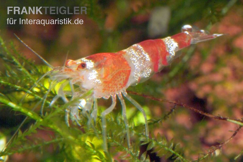 Bundle: 10x Crystal Red Garnele, Caridina logemanni + Moos