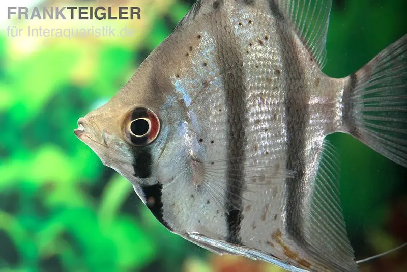 Dantum-Skalar, Pterophyllum altum x scalare, 3-4 cm DNZ