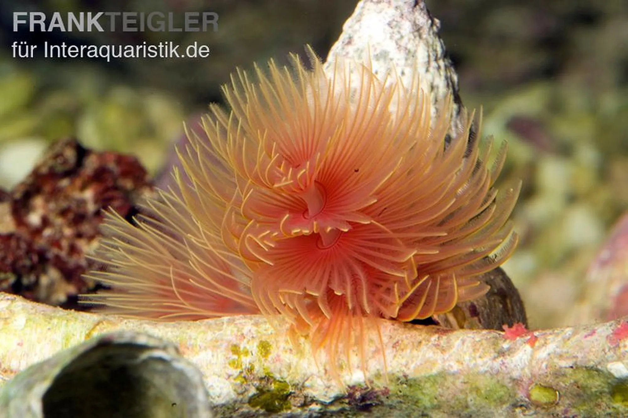 Pracht-Kalkröhrenwurm „Rot/Weiß“, Protula bispiralis