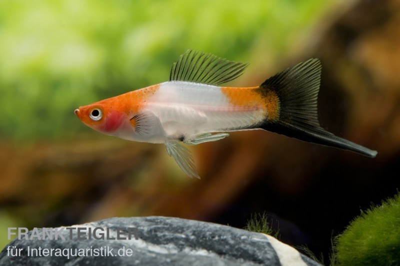 Koi-Schwertträger rot-weiß-schwarz (tricolor), Xiphophorus helleri, Zufällig ausgewählt