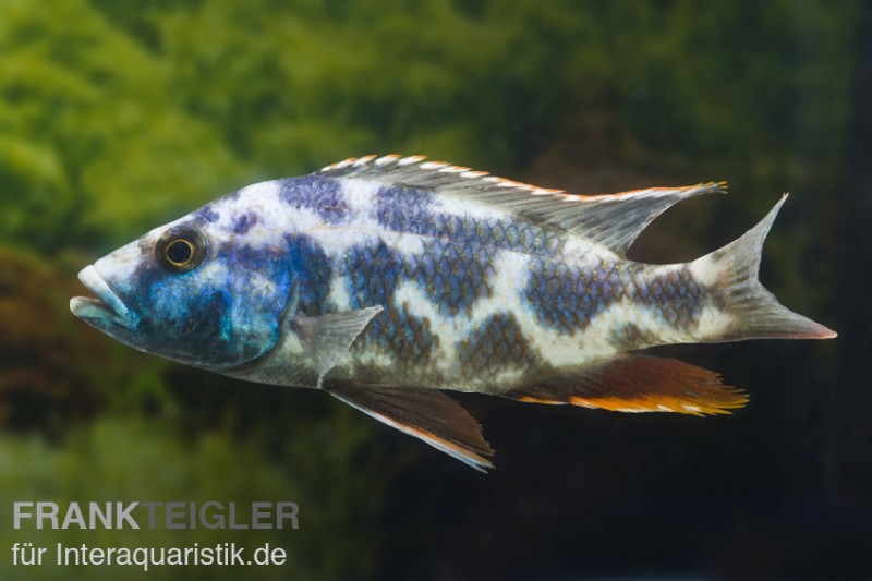 Schläfer, Nimbochromis livingstoni, DNZ