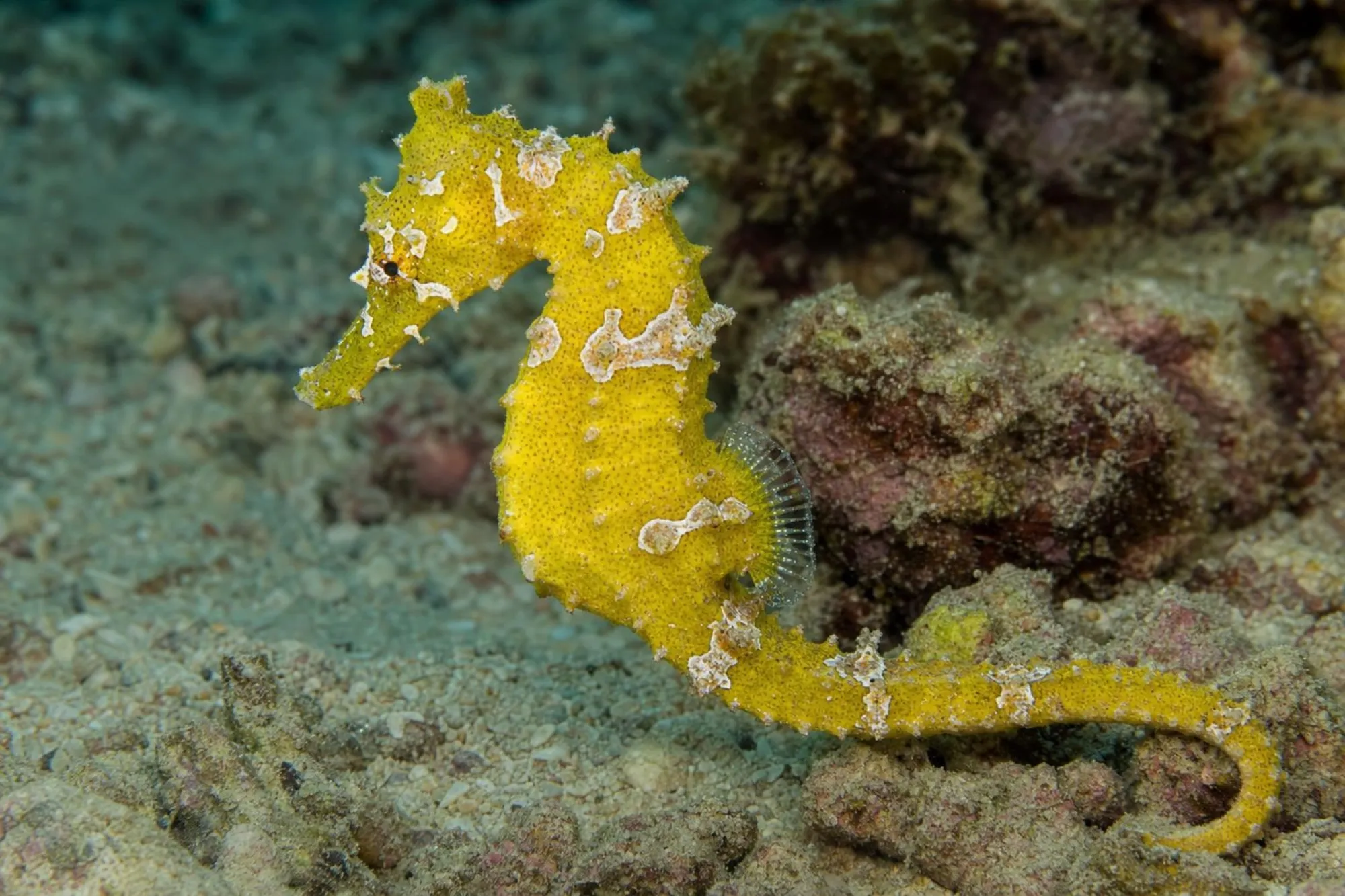 Aufrechtes Seepferdchen, Hippocampus erectus