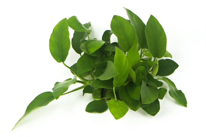 Zwergspeerblatt, Anubias nana, im Topf