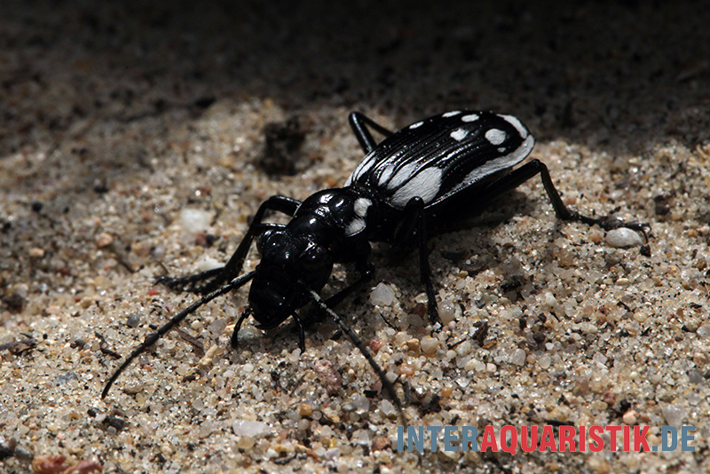 Ägyptischer Raubkäfer, Anthia sexmaculata