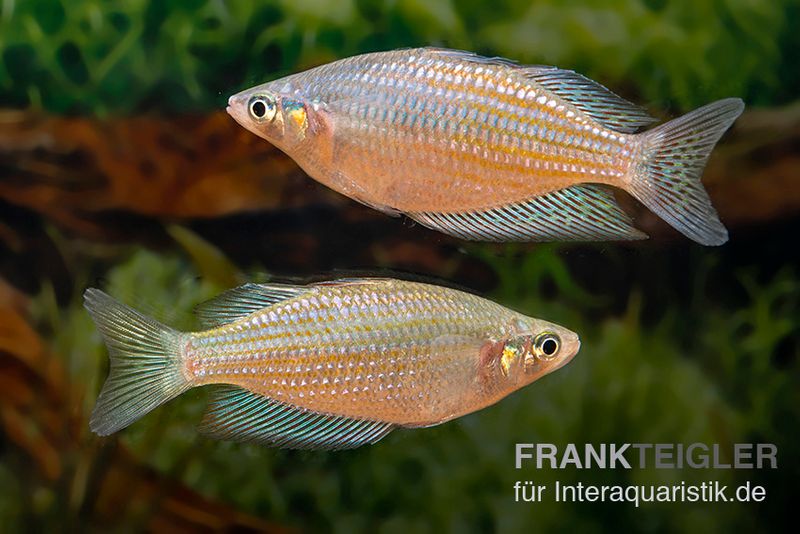 Rawa-Biru-Regenbogenfisch, Melanotaenia cf. splendida rubrostriata "Rawa Biru" , 5 Tiere