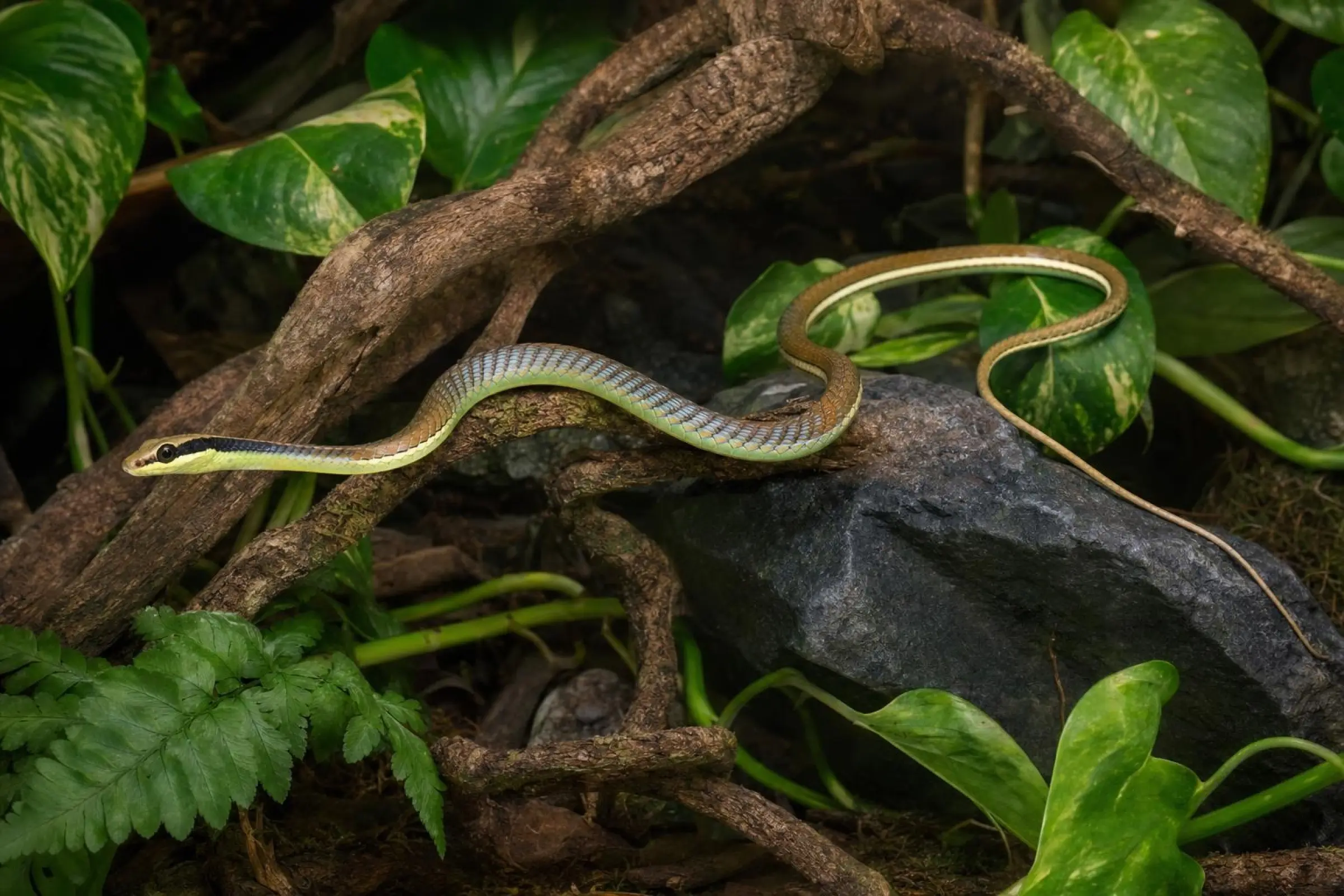 Gemeine Bronzenatter, Dendrelaphis pictus