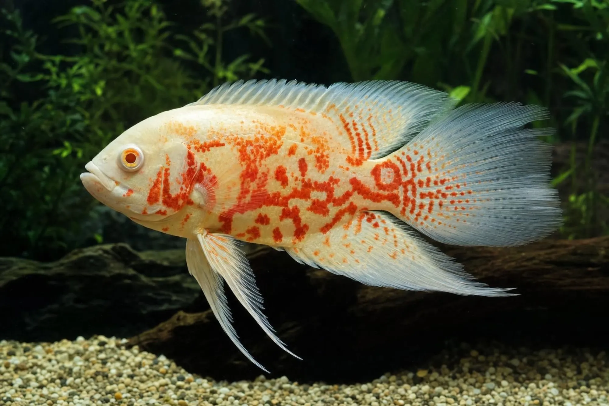Pfauenaugenbuntbarsch „Albino Red Tiger“, Schleier, Astronotus ocellatus