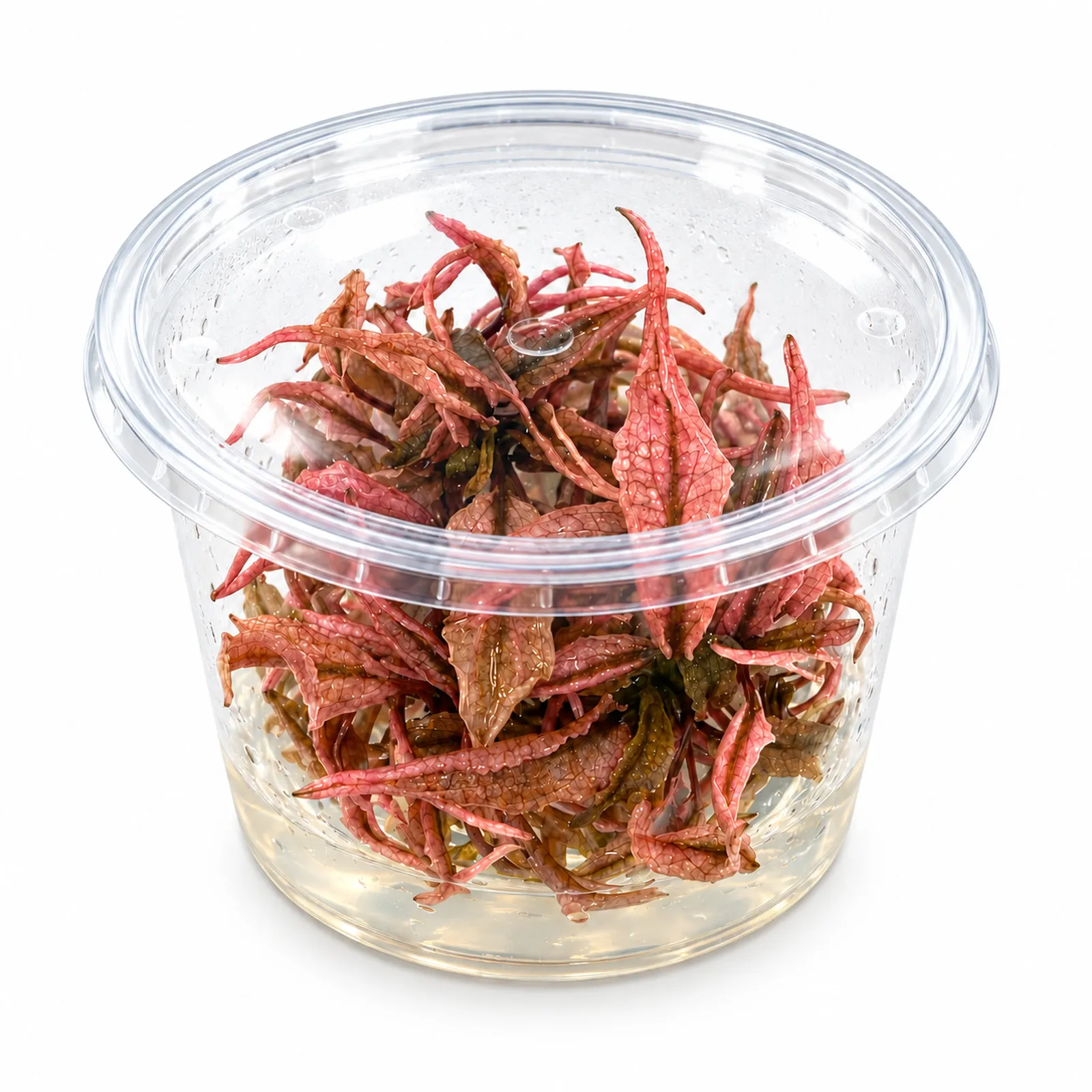 Wendts Wasserkelch „Pink Panther“, Cryptocoryne wendtii, In-Vitro-Pflanze
