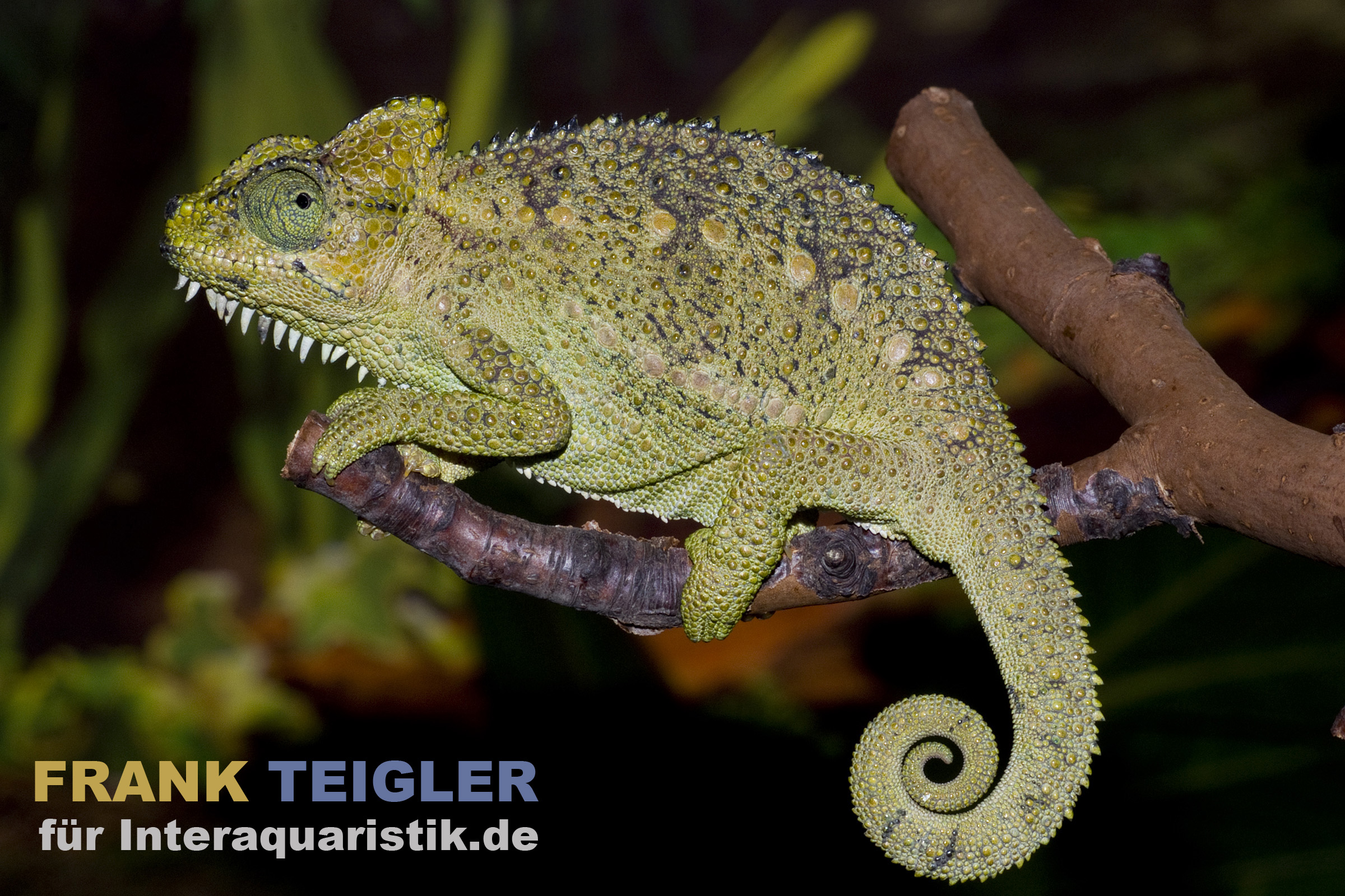 Höhnel-Chamäleon, Trioceros hoehnelii