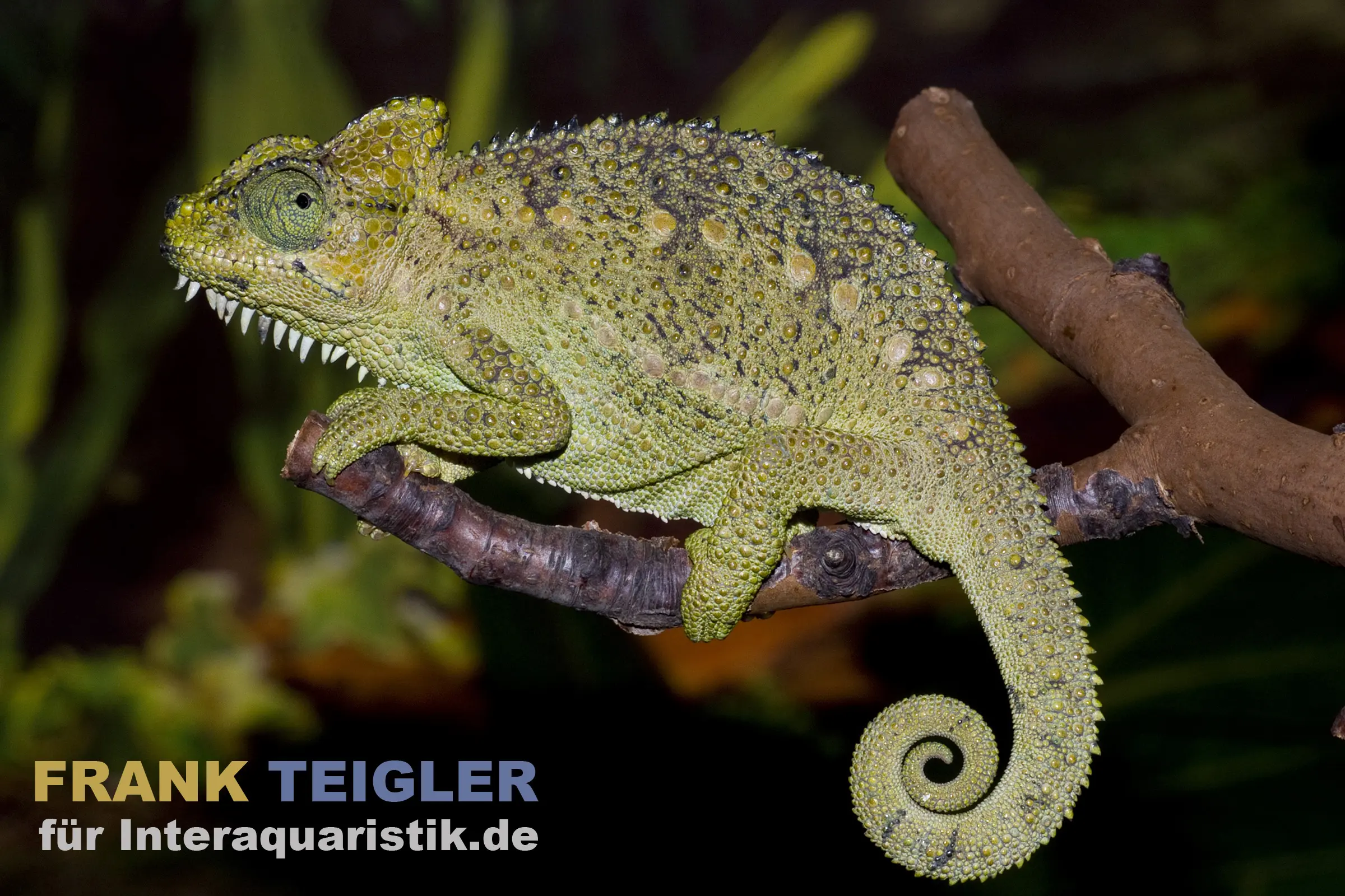 Höhnel-Chamäleon, Trioceros hoehnelii