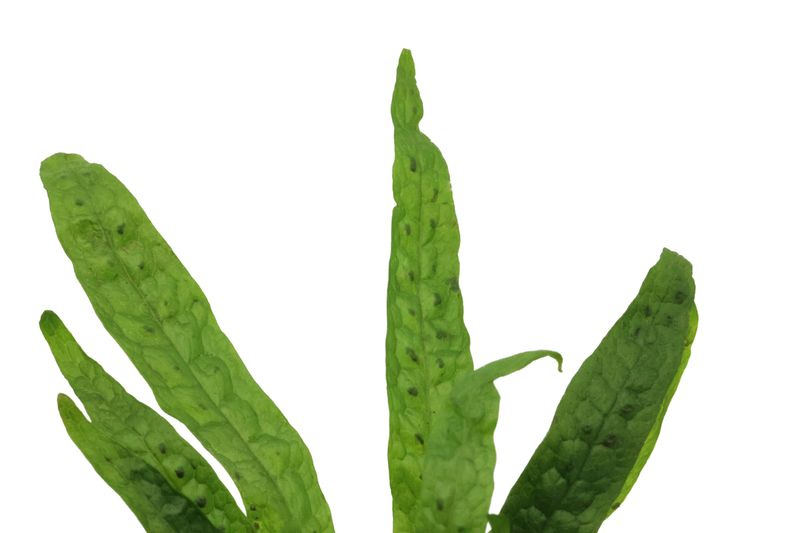 Microsorum "Green Gnome", Microsorum pteropus "Green Gnome"