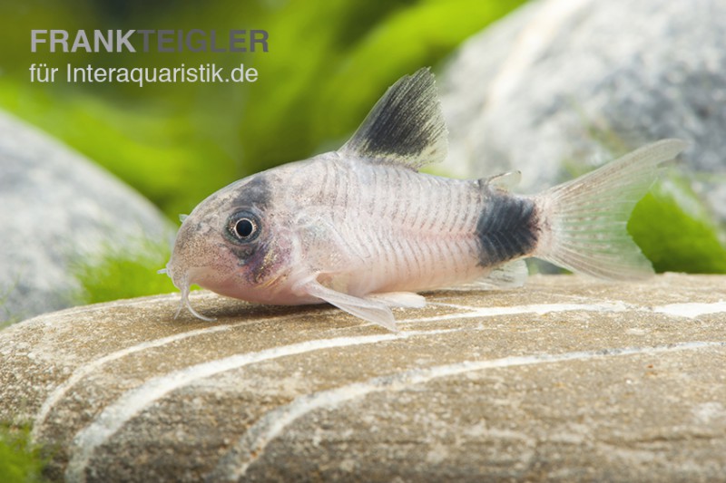 Panda-Panzerwels, Corydoras panda