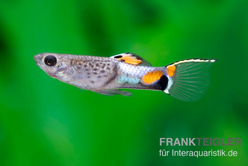 Endler Guppy Blue Snake, Poecilia wingei (Minifisch)