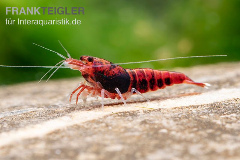 Extreme Red King Kong Garnele, Caridina spec. Extreme Red King Kong (Taiwan Bee)