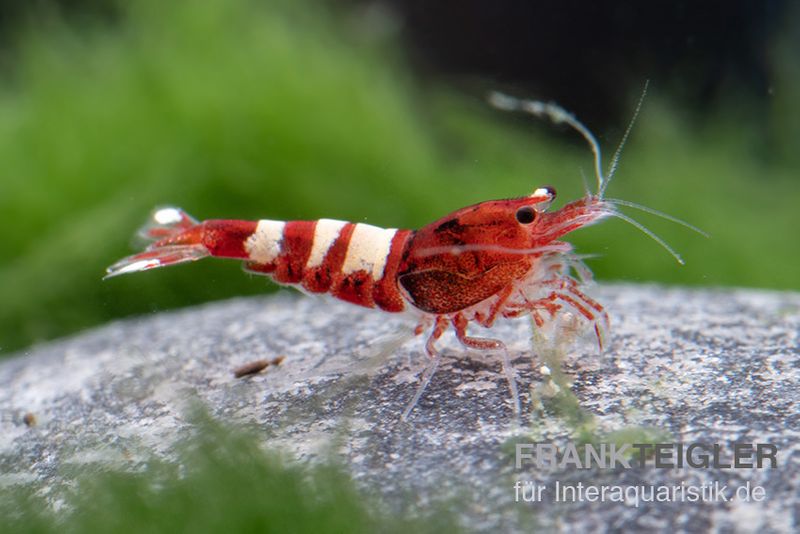 Red Zebra Pinto Garnele, Caridina spec. (Taiwan Bee)