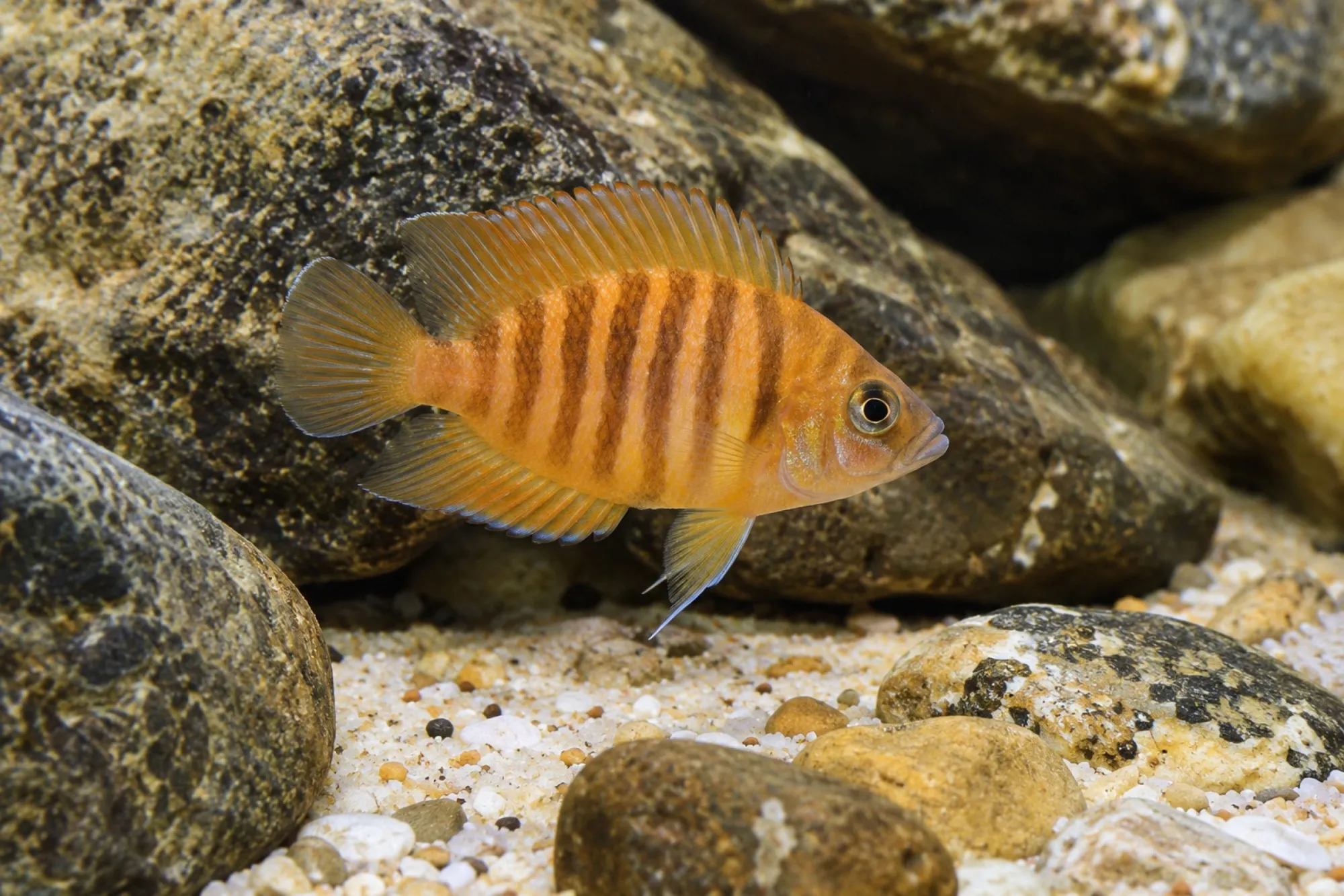 Oranger Nanderbuntbarsch, Altolamprologus compressiceps