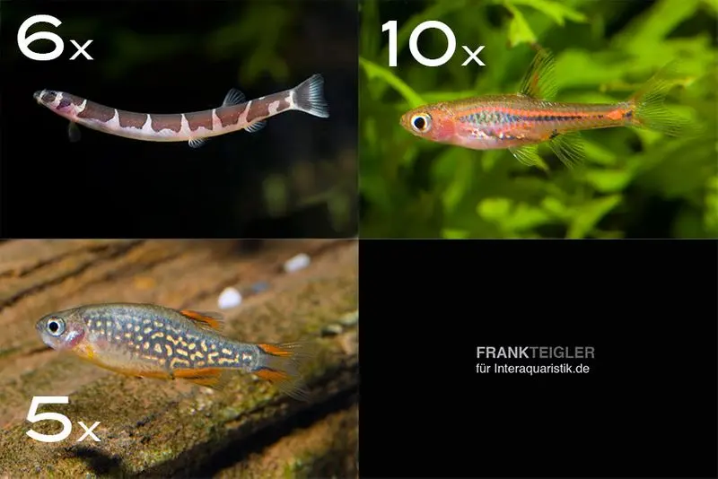 Zierfisch-Sortiment Asien für 60 cm