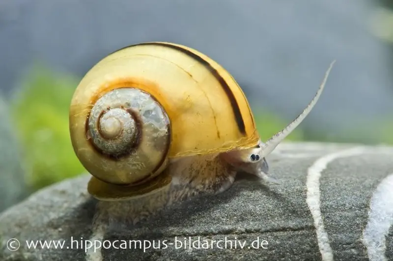 Apfelschnecken kaufen Beeindruckende Apfelschnecken für Aquarien