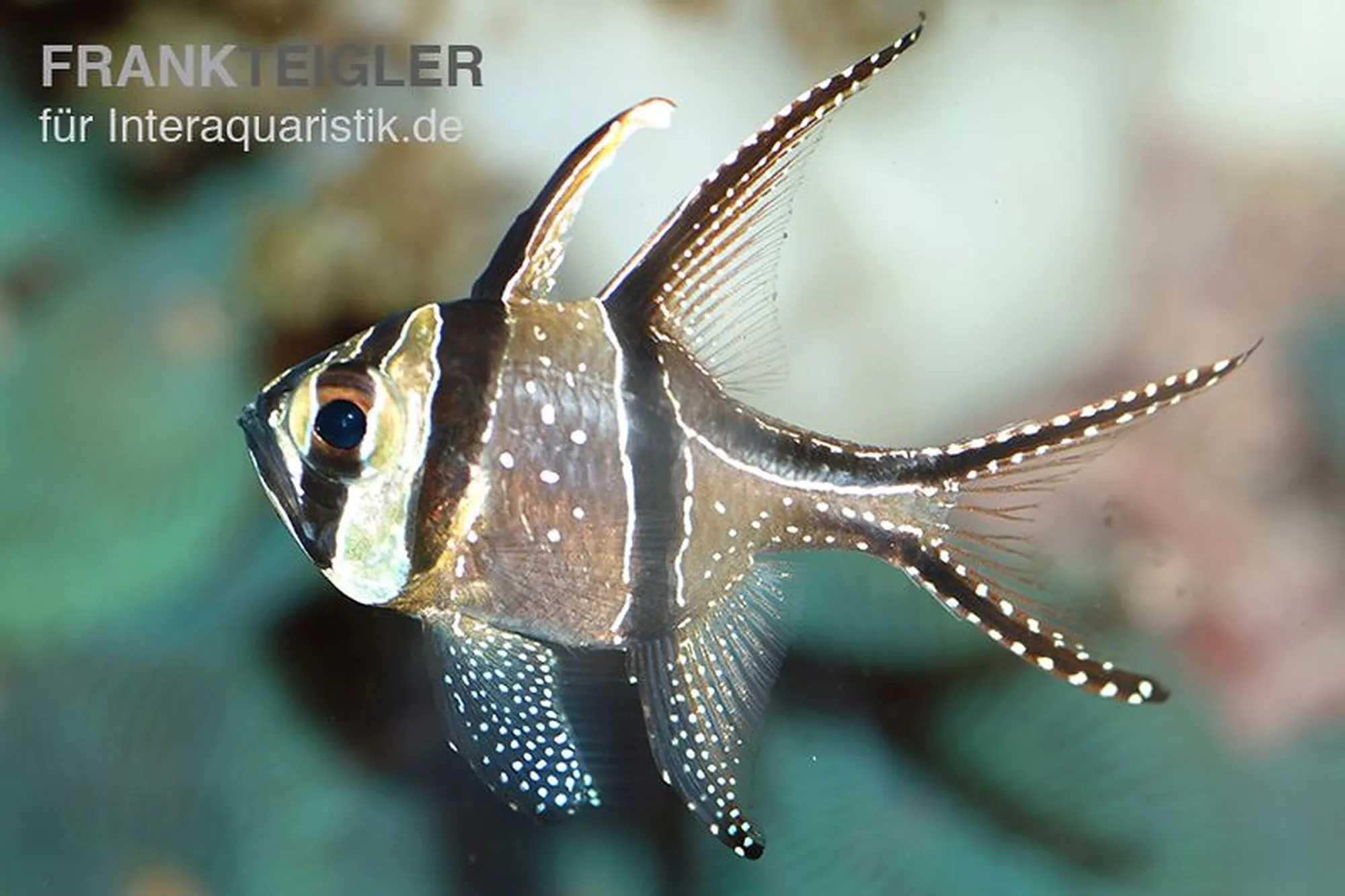 Banggai-Kardinalbarsch, Pterapogon kauderni