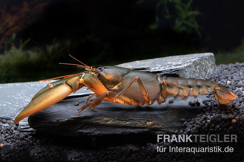 Cherax sp. Black Scorpion, Paar (1 Männchen + 1 Weibchen)