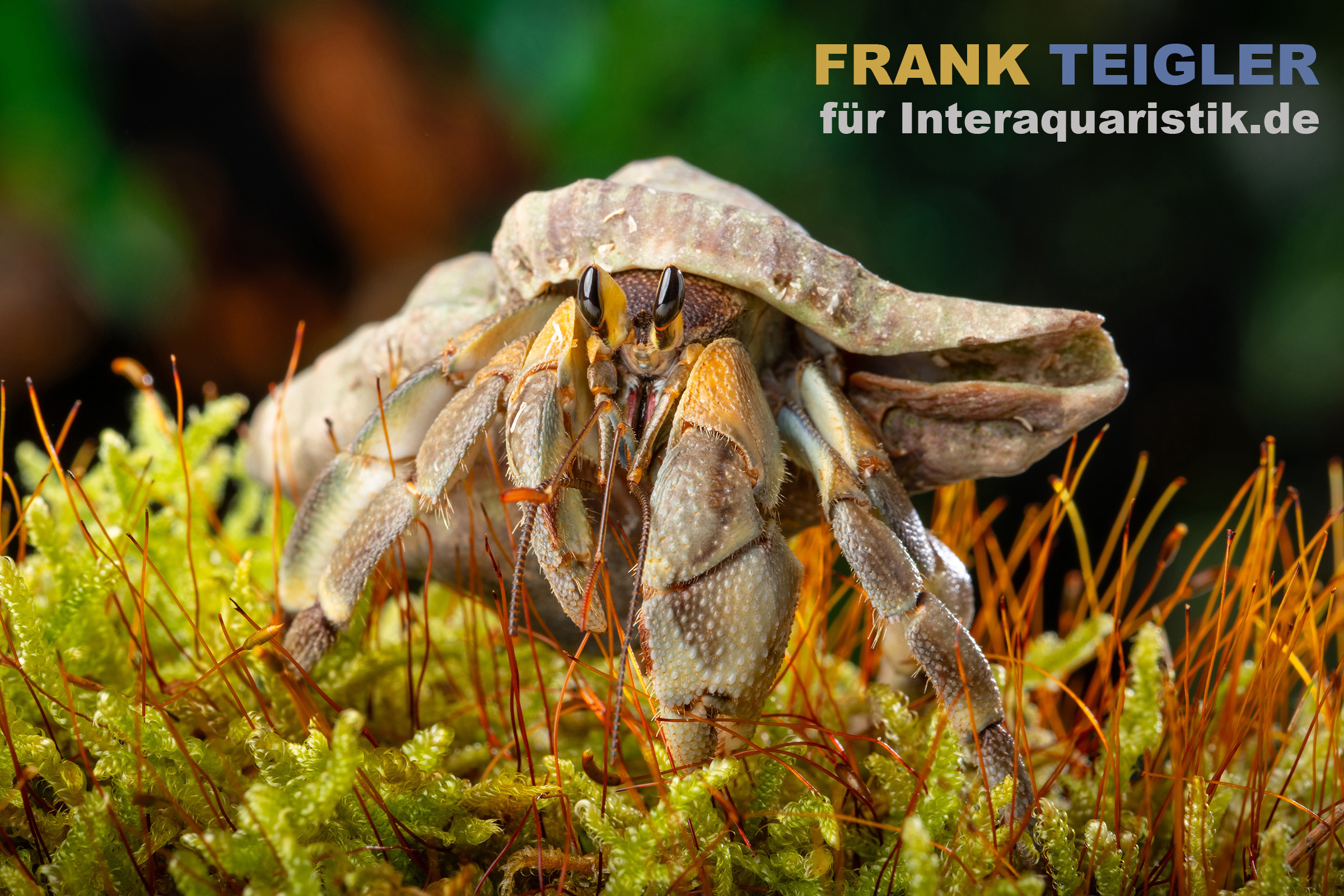 Einsiedlerkrebs im Gehäuse auf moosigem Untergrund